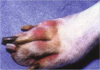 犬のアレルギー性皮膚炎 皮膚病の症状 犬